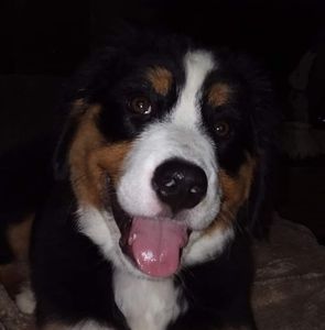 Meet your Posher, Carrie